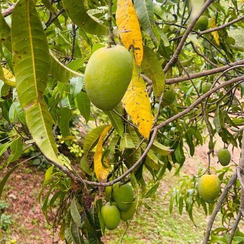 Mango Exporters in Mumbai