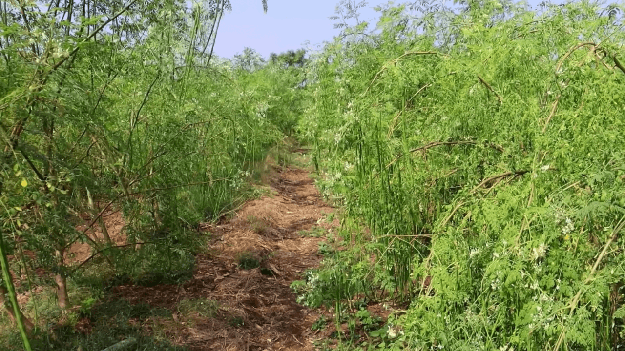 Sustainably grown moringa and mango for international markets by BharatAgroGlobal