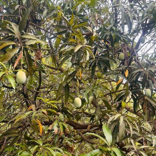 Natural Fresh Mango Exporter